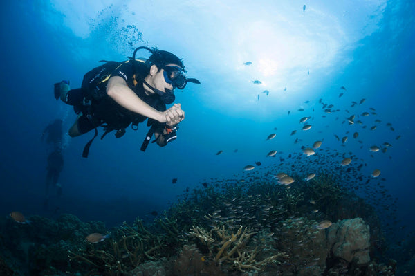 corail-grand-divers-plongée-plongée