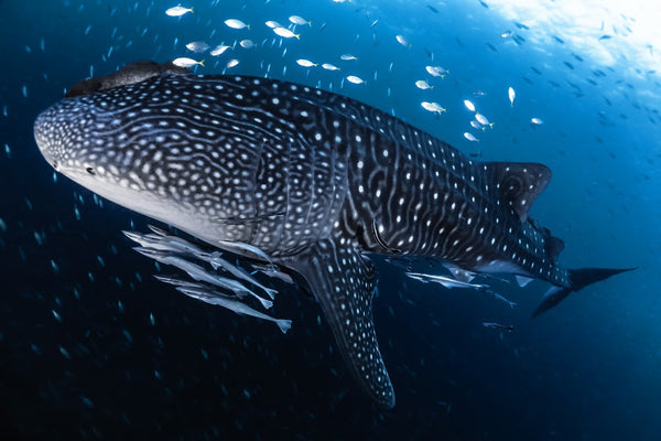 coral-grand-divers-whale-shark