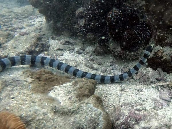 Krait de mer à la baie de Tanote, Koh Tao, Thaïlande