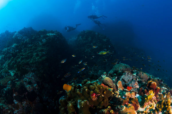 Vita marina del sito di immersione Green Rock, Koh Tao, Thailandia