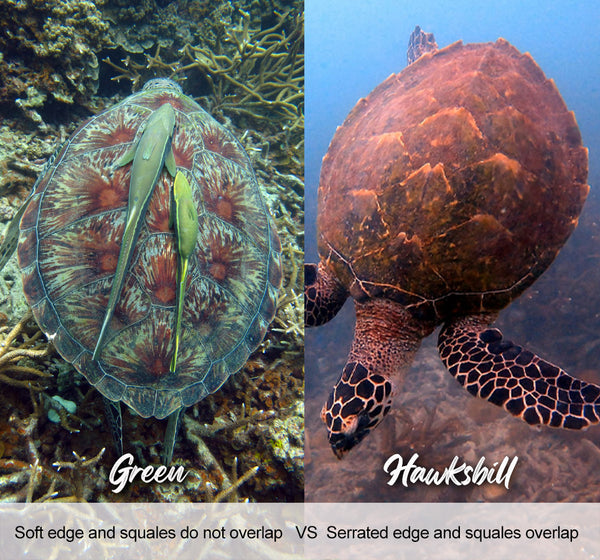 Do you know how to tell a green turtle from a hawksbill turtle?