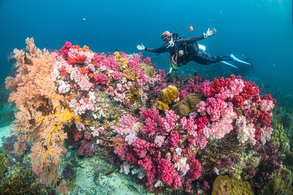 buzo-feliz-en-koh-tao-sobre-corales-de-colores