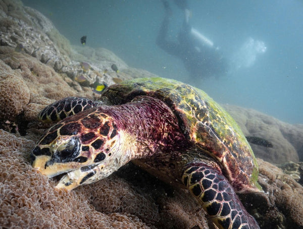 hawksbill-turtle-feeding-on-coral-reef