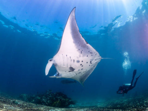 Mantarochen in Komodo