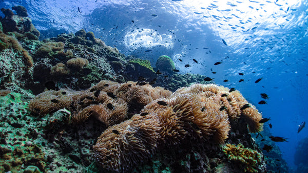 Bellissima Marine-Landscape-Koh-Tao