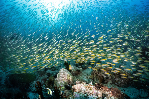 million-of-fish-dive-in-koh-tao