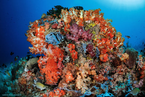 Rotes Korallenriff in Komodo