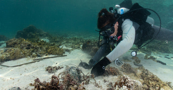 โครงการ PADI Aware เกาะเต่า