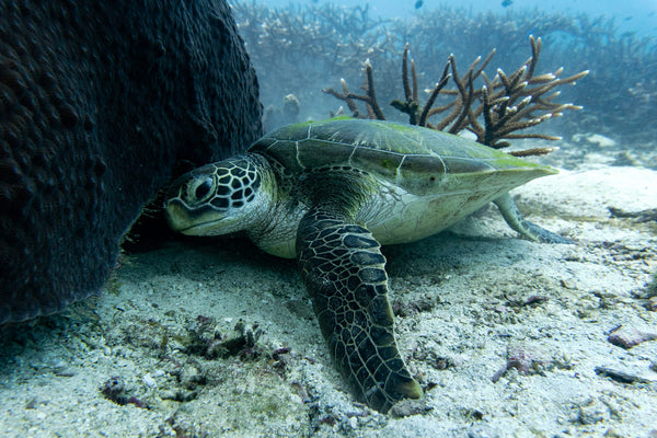 Tortuga verde en el sitio de buceo de Tanote Bay