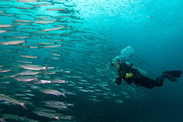 plongeur avec un banc de poissons