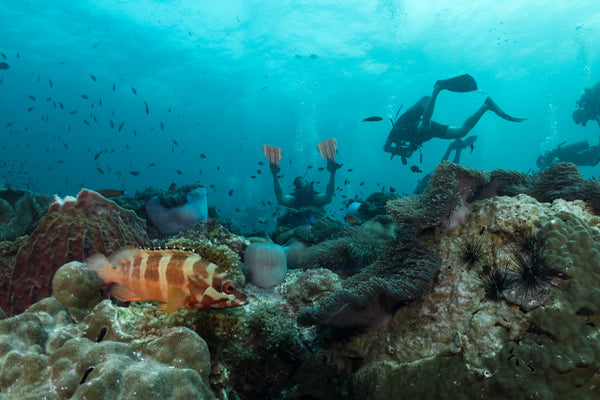 plongeur explorant le trésor sous-marin