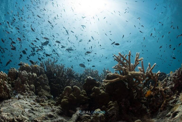 แนวปะการัง แหล่งดำน้ำแฝด เกาะเต่าประเทศไทย