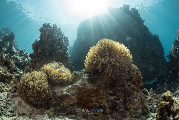 Twins Peak, magnifique vie marine sous-marine