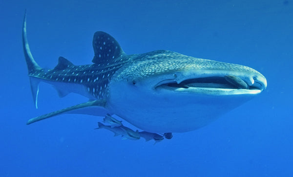 tiburón-ballena-con-pez-piloto