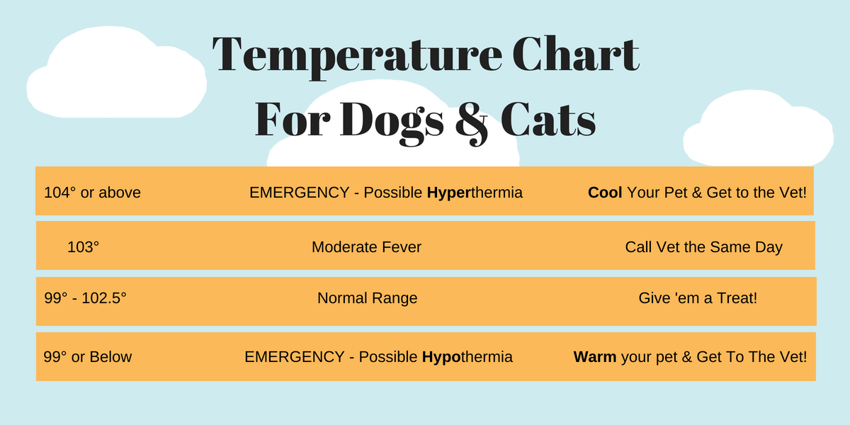 Temperature Ranges for Dogs and Cats
