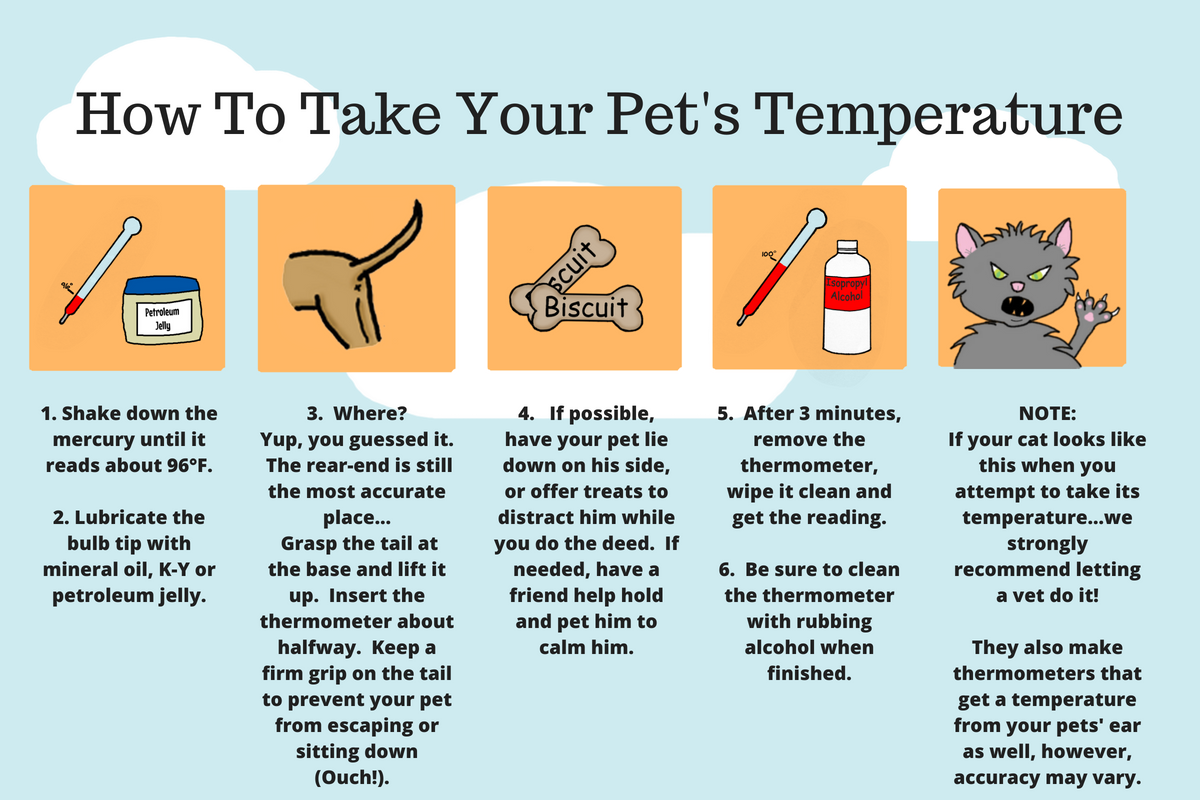How to Take Your Pet's Temperature in 7 Easy Steps