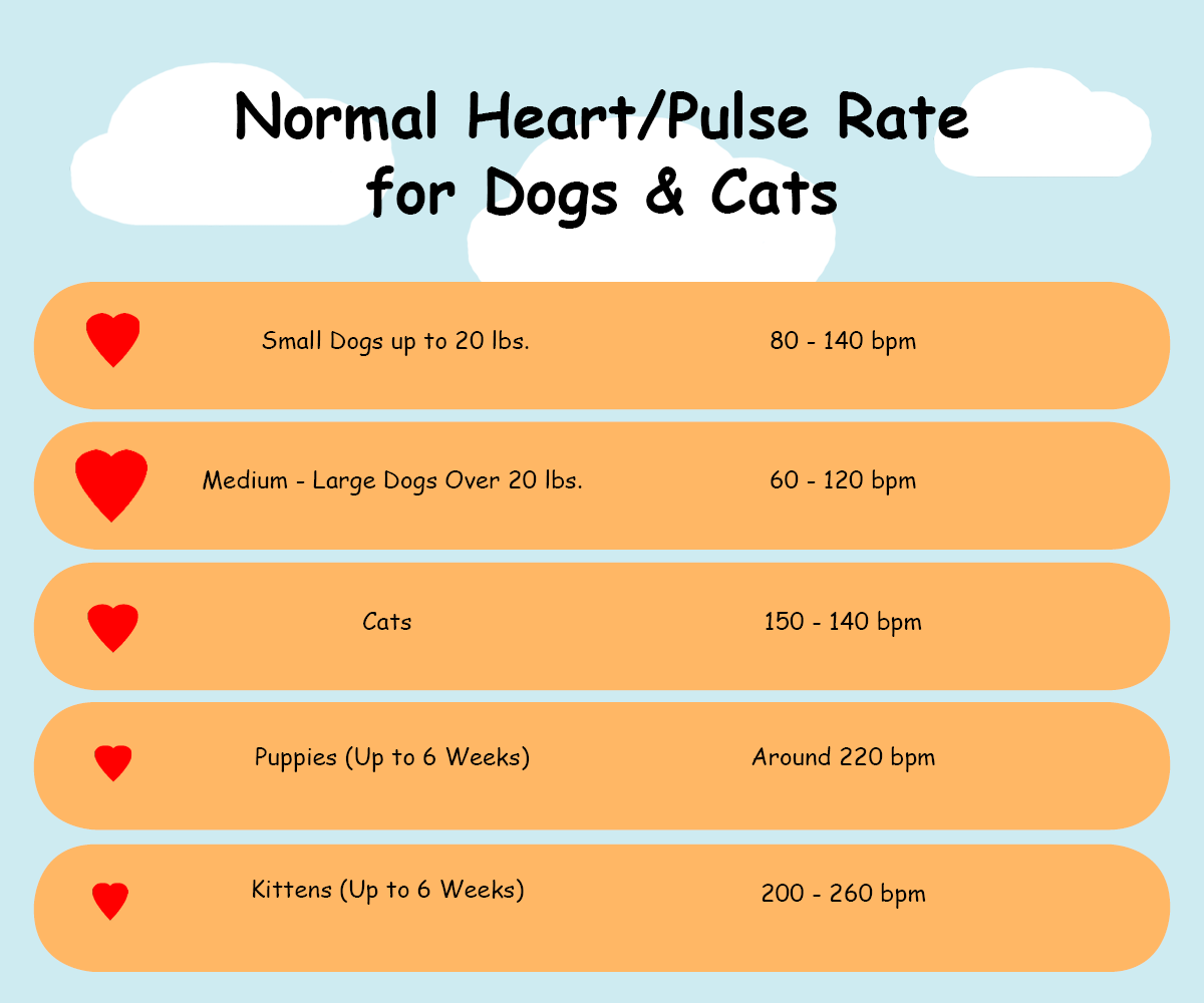 How to Check Pulse / Heart Rate  in Dogs & Cats
