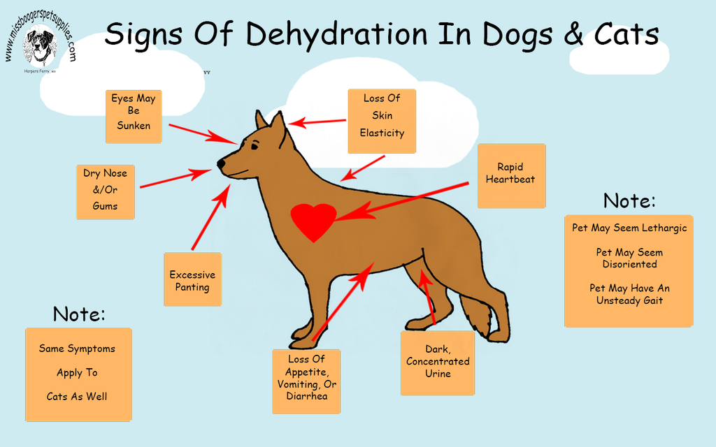Dehydration in Dogs Cats Miss Boogers | Harpers Ferry