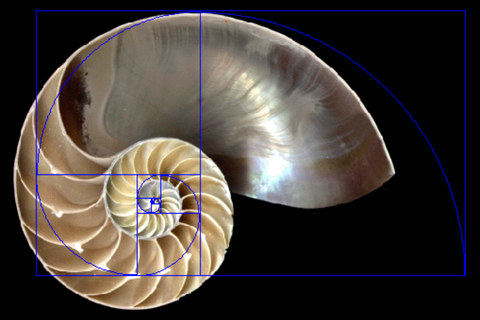 Golden Spiral Shell