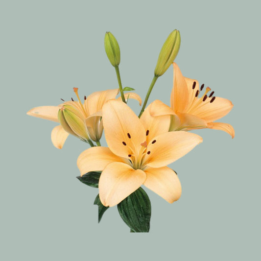 Những đóa hoa lily được thiết kế tinh tế và độc đáo để trở thành điểm nhấn hoàn hảo cho bất kỳ sự kiện nào. Cùng chiêm ngưỡng hình ảnh tuyệt đẹp của hoa lily và cảm nhận sự thanh nhã và quý phái.