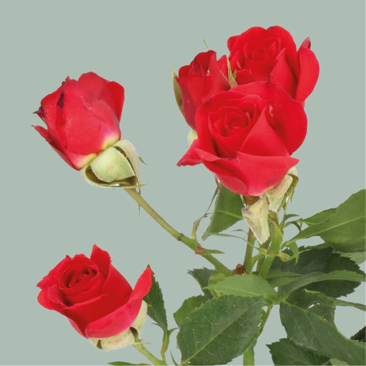 Rose Red Naomi 60-80cm (10 Stems) – All Occasions Wholesale