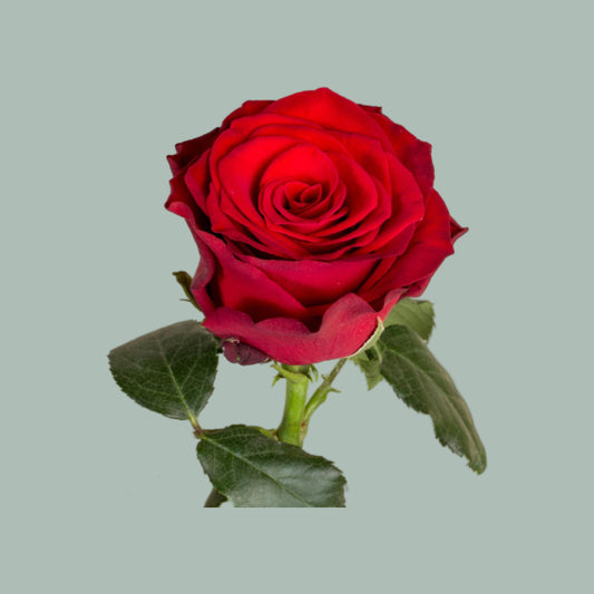 Rose Red Naomi 60-80cm (10 Stems) – All Occasions Wholesale