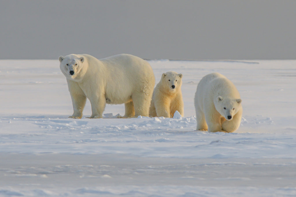 Polar Bears: A Life on Ice - NWF