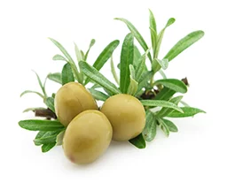 olive_oil.webp__PID:f75a0203-e00a-4d03-9fbf-ba96e0404648