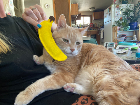 Fully Enriched Cat with Banana Cat Toy