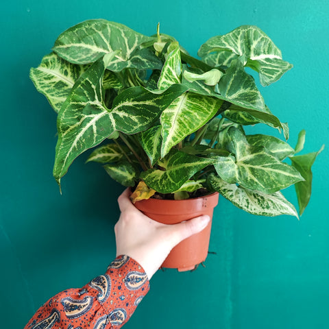 green leaf houseplant pot hand arm green wall