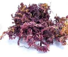 Purple Sea Moss