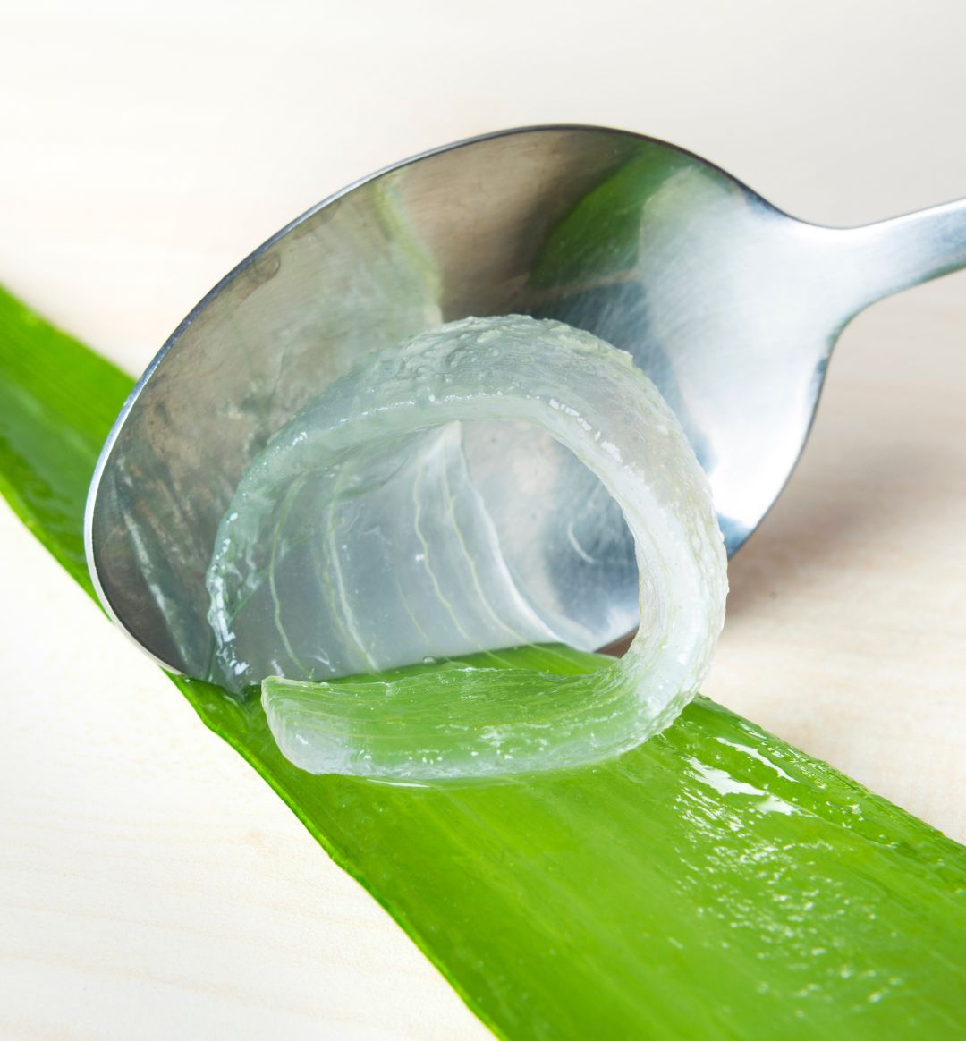 Aloe Vera: Your Hair's Favorite Plant (and the Plant of