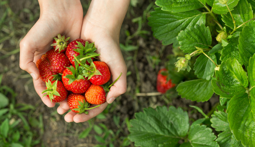 A cup of strawberries a day may help keep dementia away