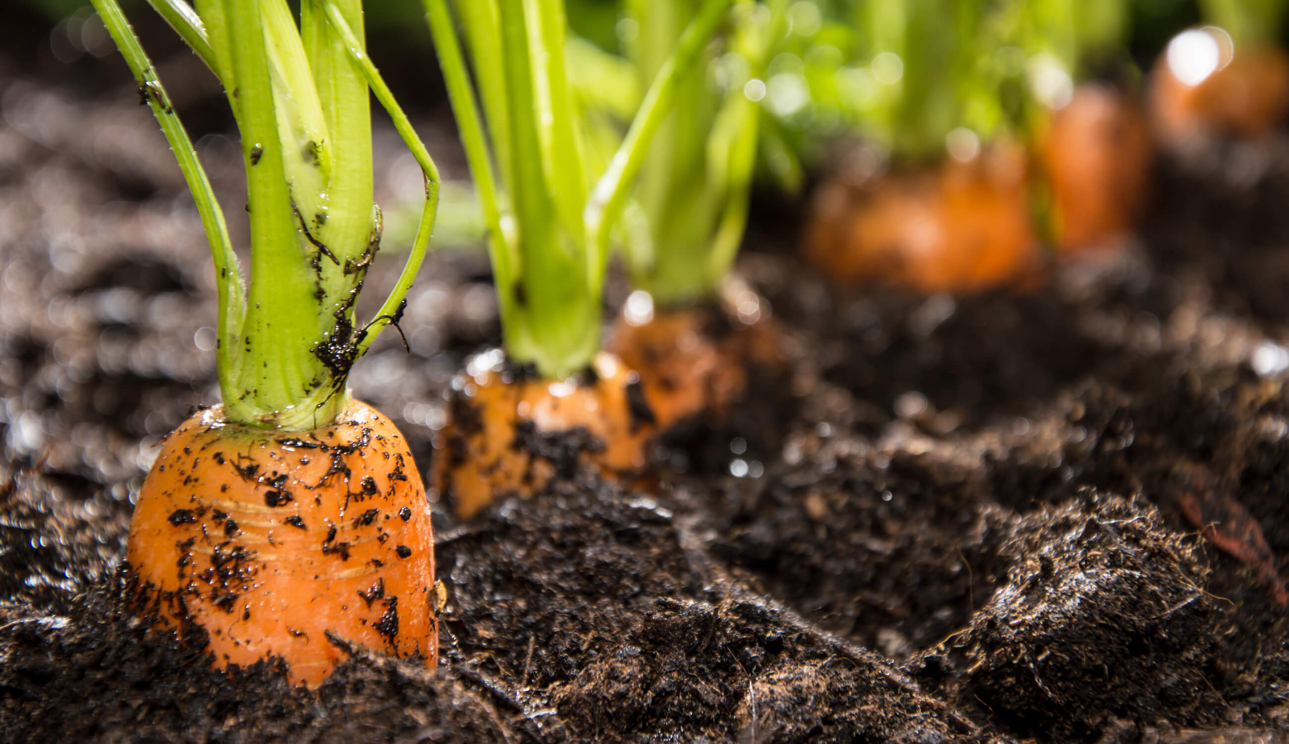 carrots growing