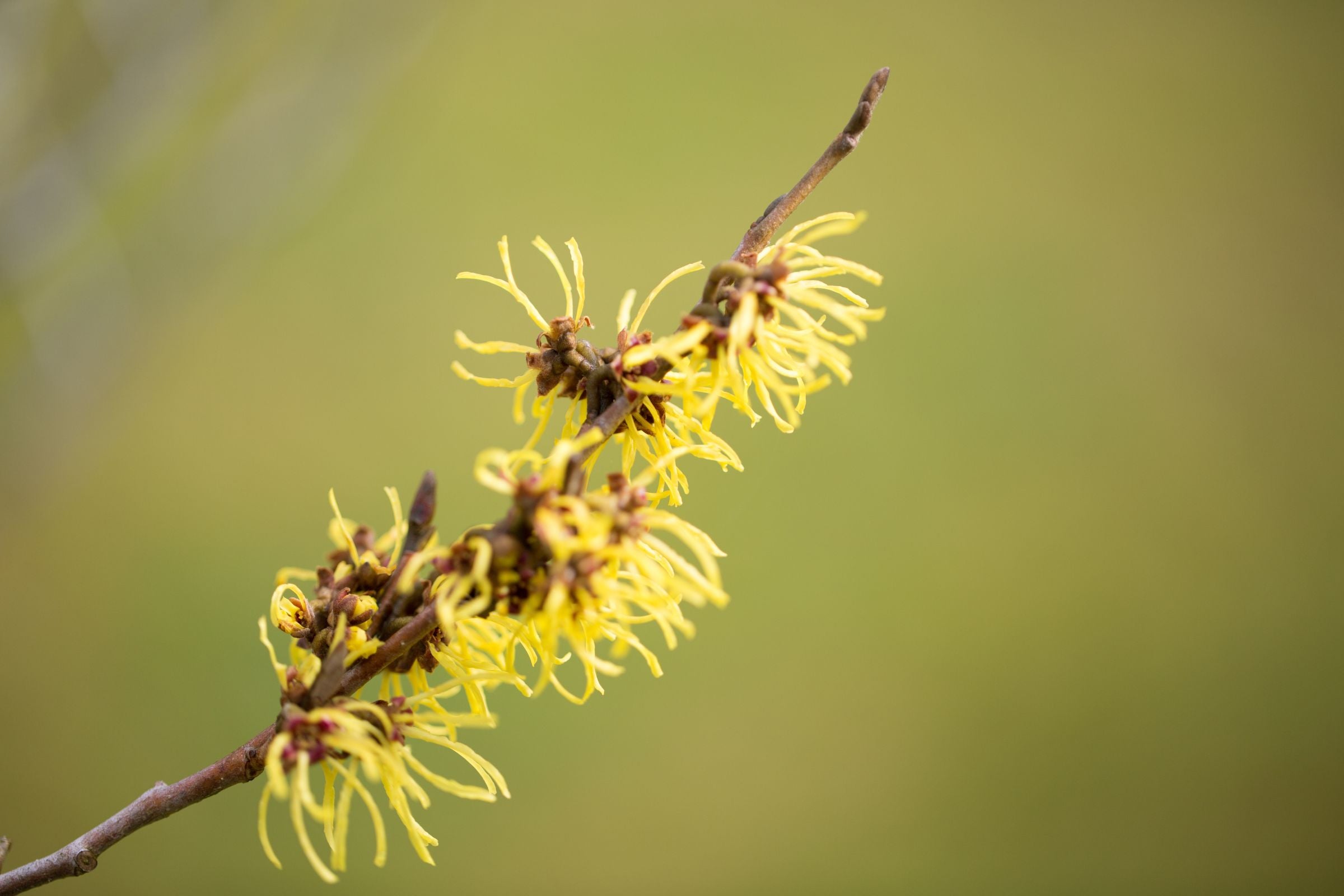 Witch_Hazel_Plant