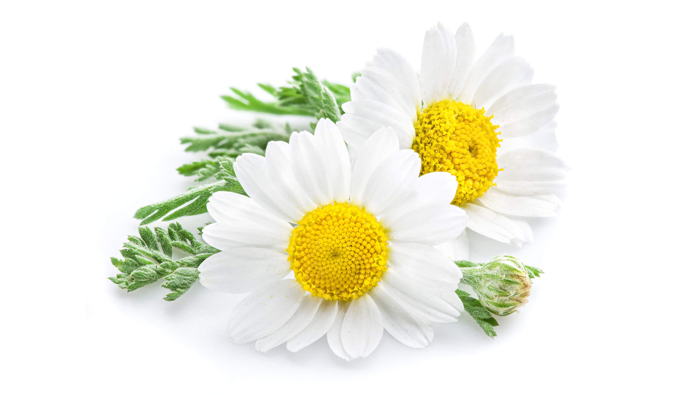 Chamomile flower.jpg