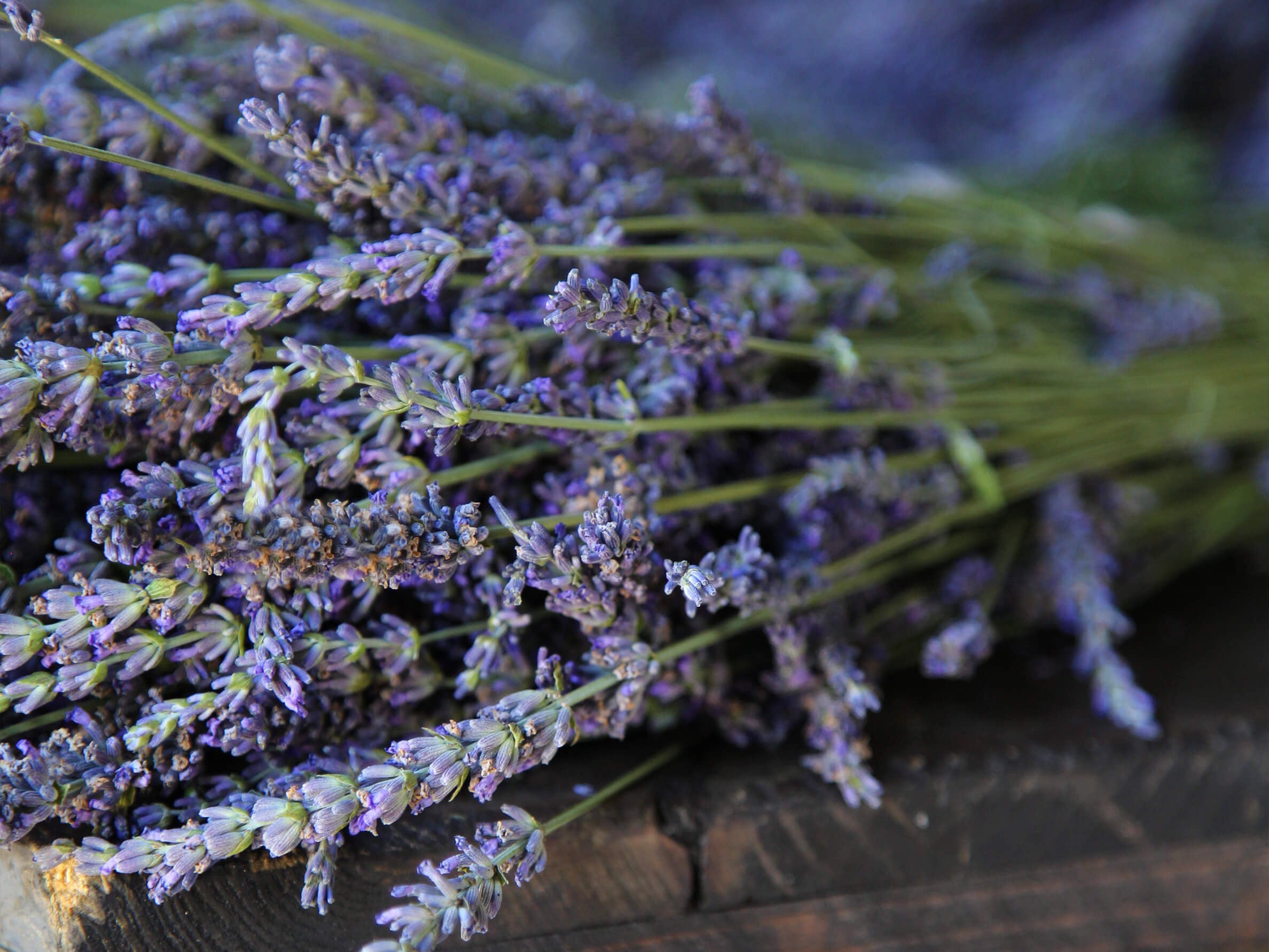 How To Dry Lavender In Different Ways