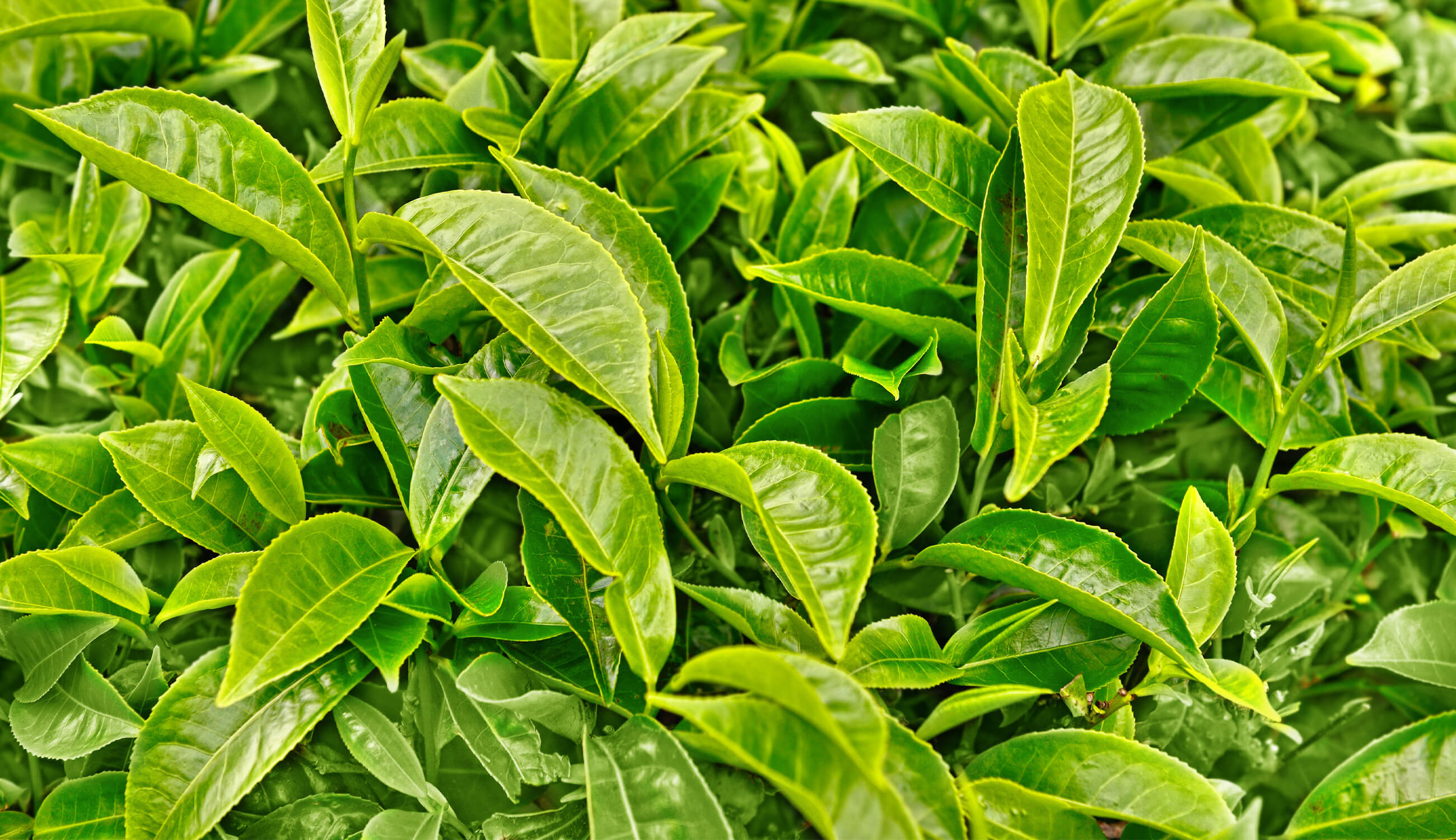 Green tea leaves