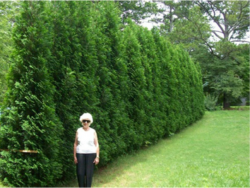 Full Speed A Hedge American Pillar Arborvitae