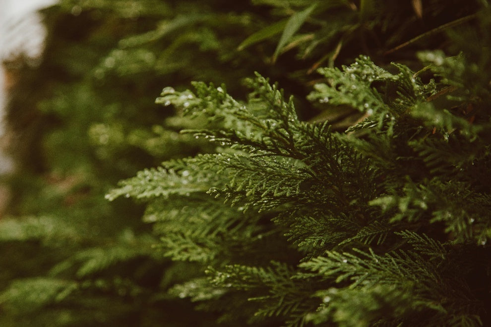 Dew on green leaves