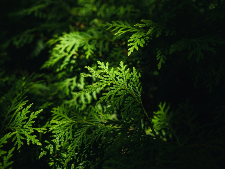 Plants in the shadow