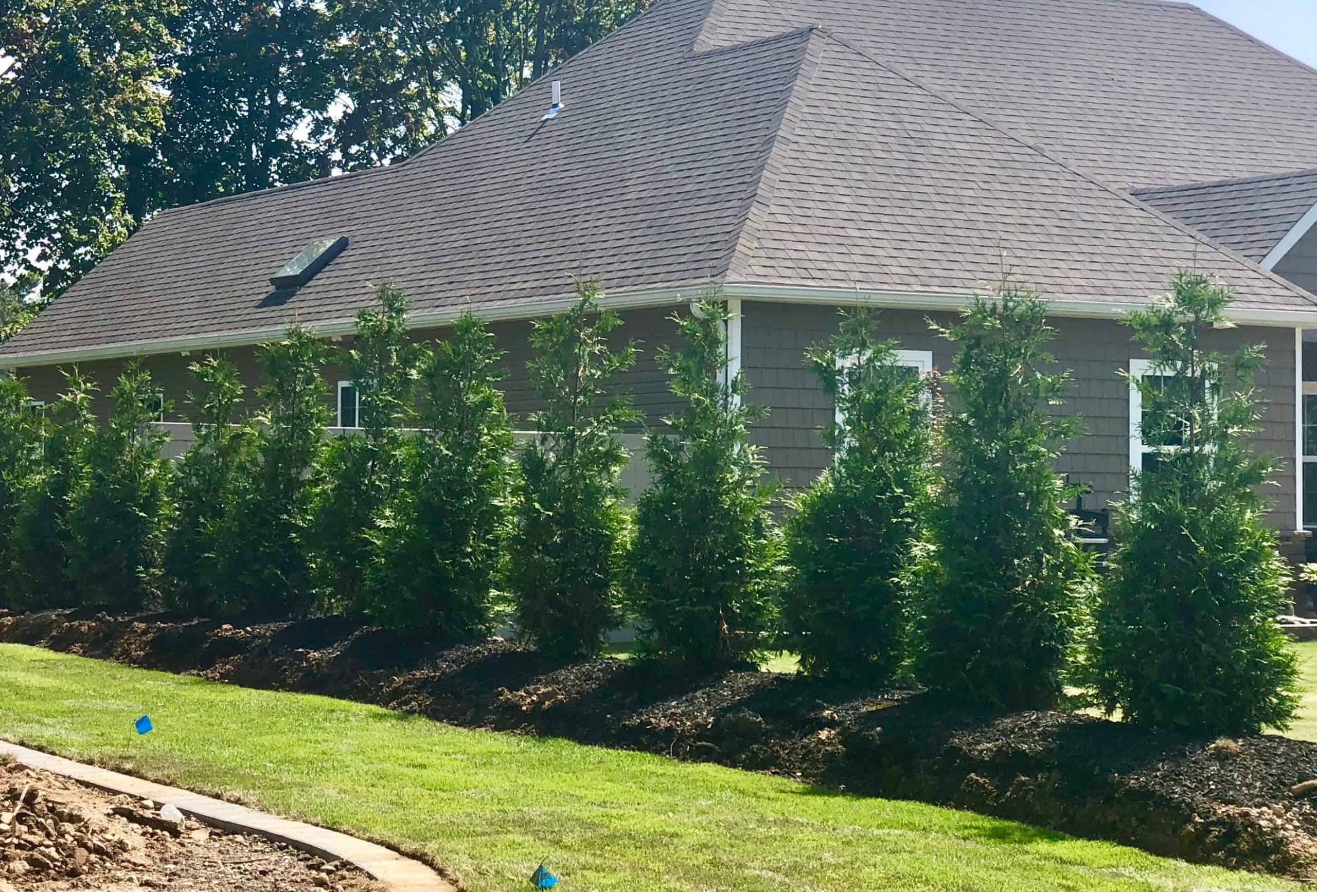 Thuja trees planted outside a house