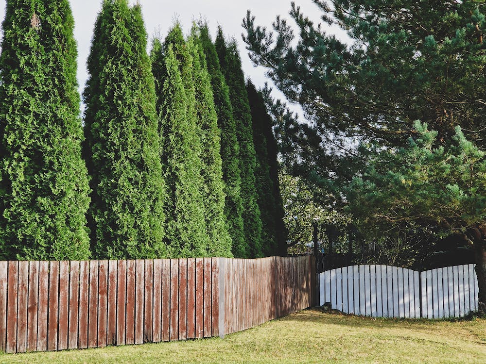 Thuja trees in a row