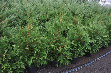 Thuja Green Giant is America's Choice Privacy Tree