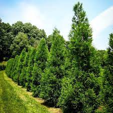 Quality Thuja Trees