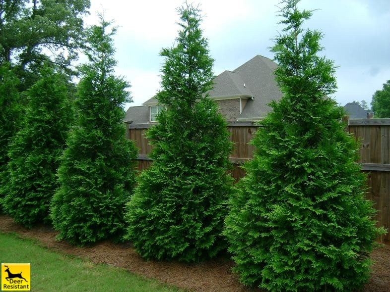 An image of Thuja trees