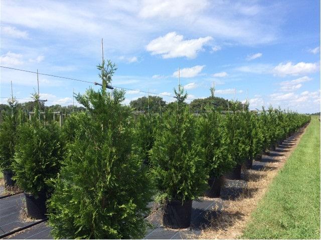 american pillar arborvitae