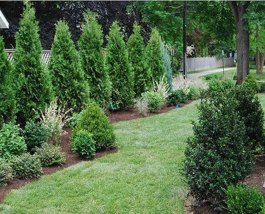 thuja trees