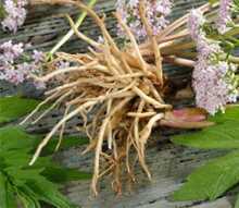 Red Valerian plant