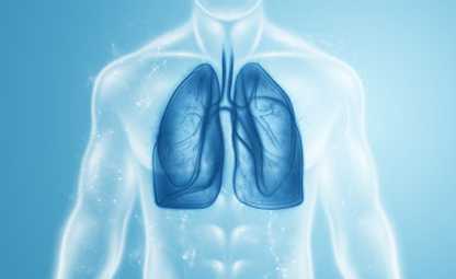 Vector of lungs and respiratory tract